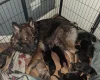 German Shepherd (Alsatian)