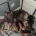 German Shepherd (Alsatian)