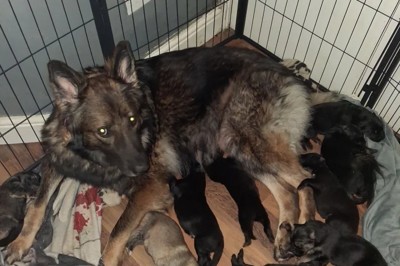 German Shepherd (Alsatian)