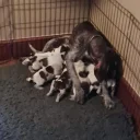 German Wirehaired Pointer