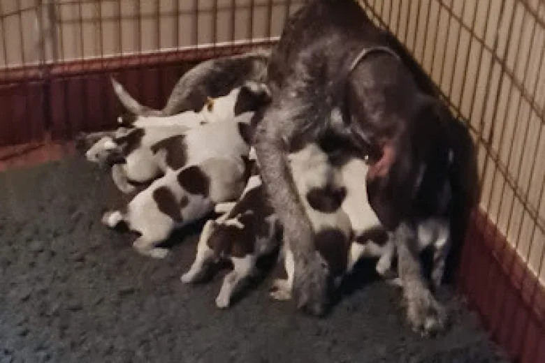 German Wirehaired Pointer