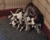 German Wirehaired Pointer