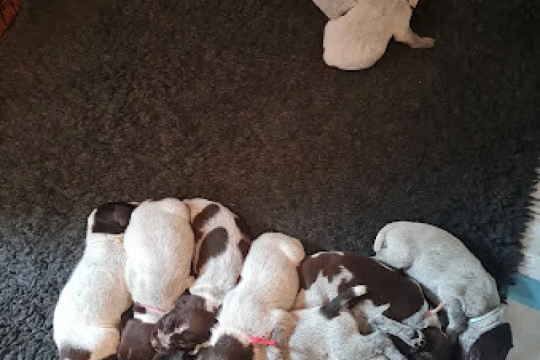 German Wirehaired Pointer