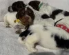 Cocker Spaniel (Working)