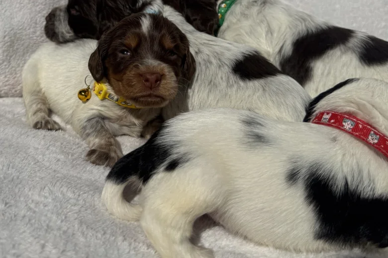 Cocker Spaniel (Working)