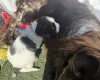 Cocker Spaniel (Working)