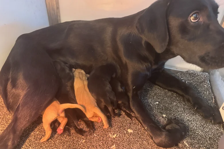 Labrador Retriever