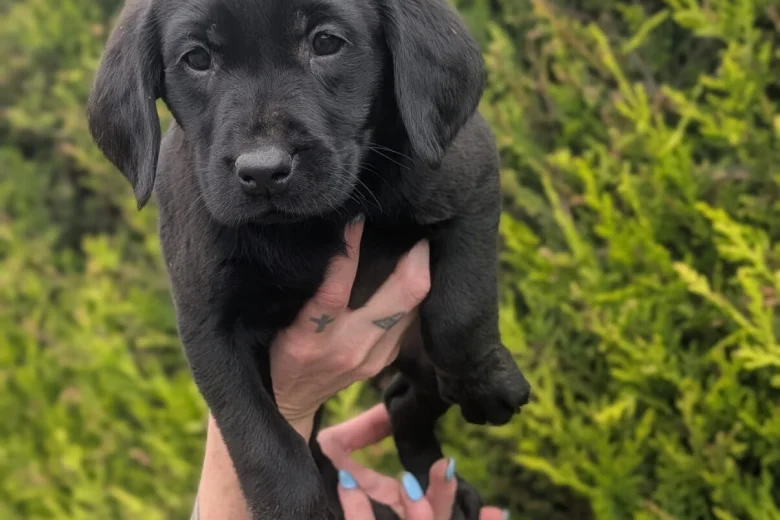 Labrador Retriever