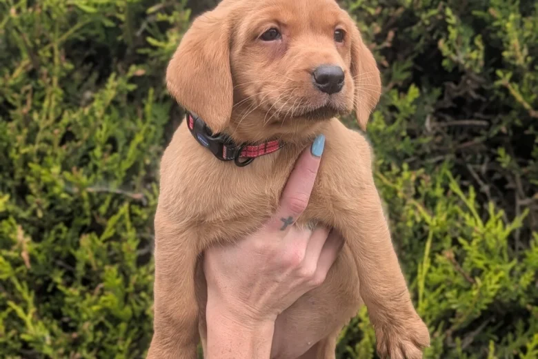 Labrador Retriever