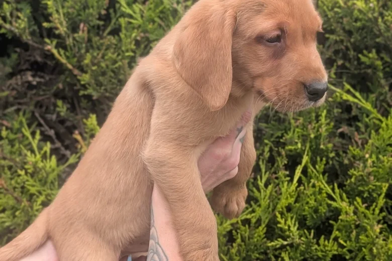 Labrador Retriever