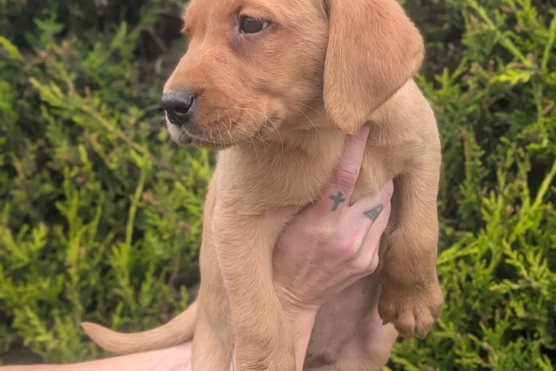 Labrador Retriever