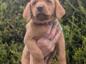 Labrador Retriever
