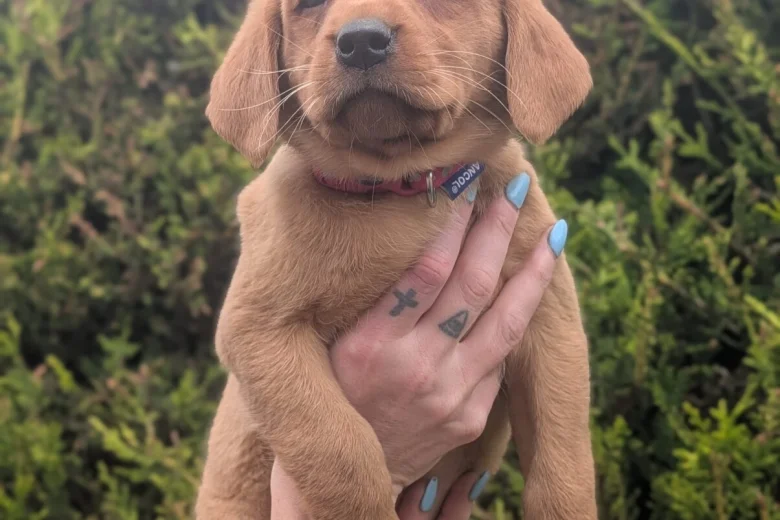 Labrador Retriever