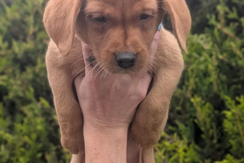 Labrador Retriever