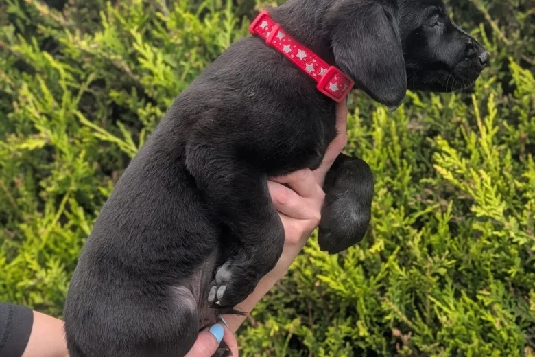 Labrador Retriever