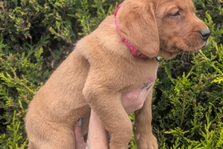 Labrador Retriever