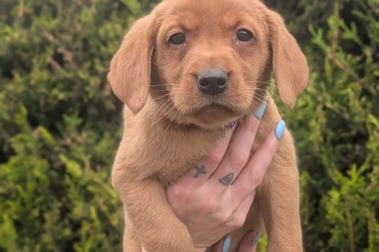 Labrador Retriever