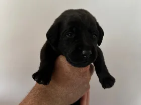 Labrador Retriever