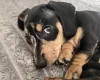 Dachshund (Smooth Haired)