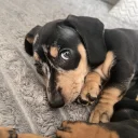 Dachshund (Smooth Haired)
