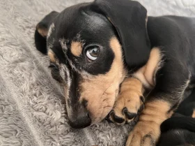 Dachshund (Smooth Haired)
