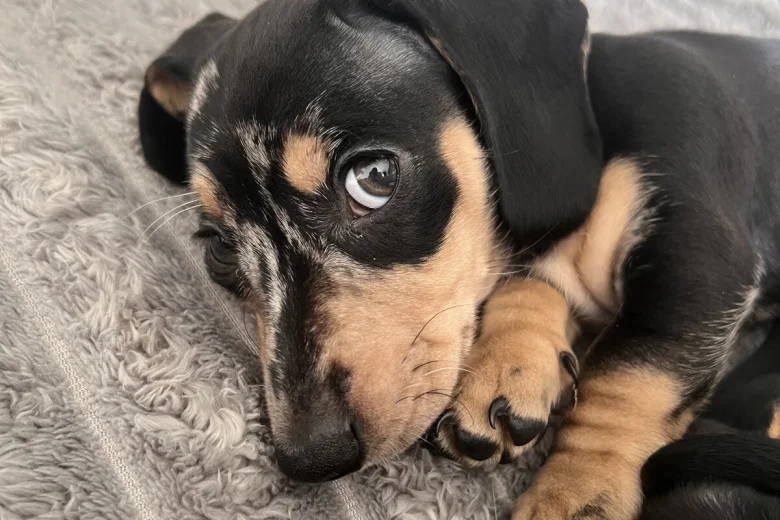 Dachshund (Smooth Haired)