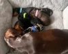 Dachshund (Smooth Haired)