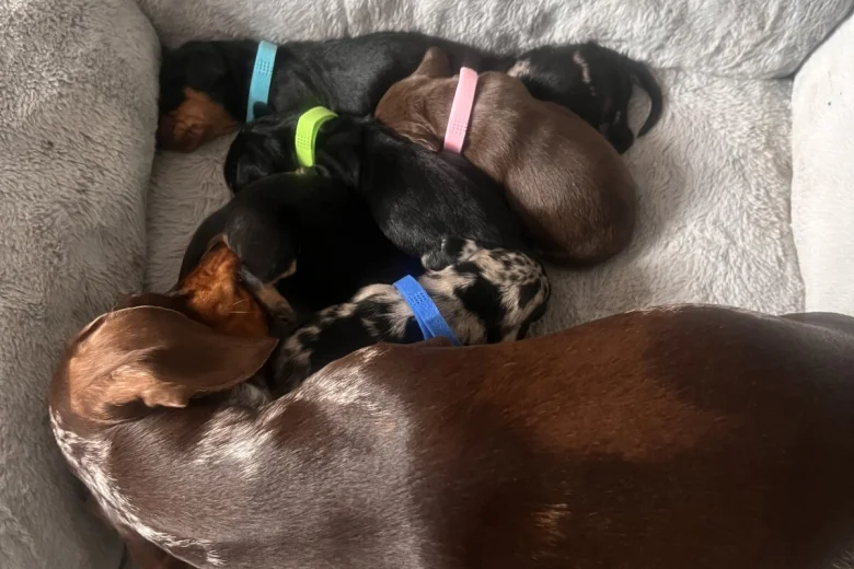 Dachshund (Smooth Haired)