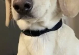 Stud
