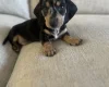 Dachshund (Smooth Haired)