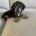 Dachshund (Smooth Haired)