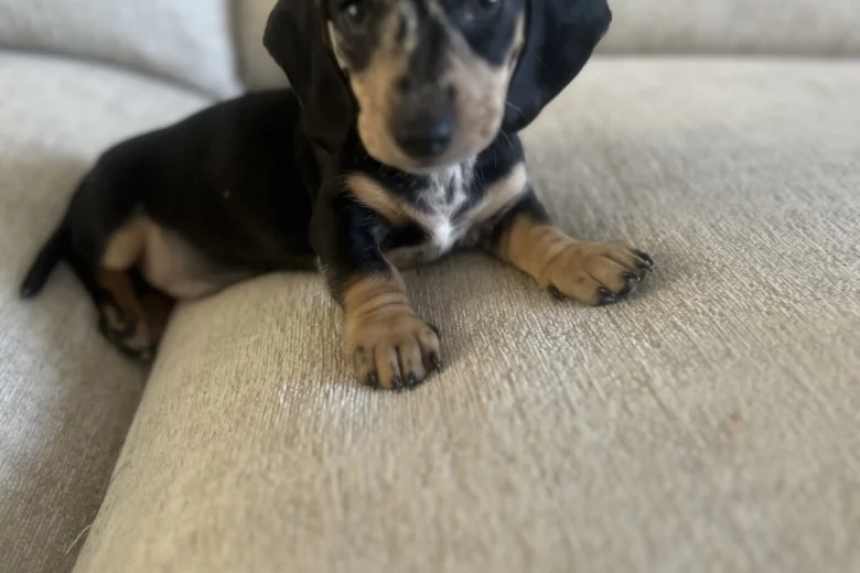 Dachshund (Smooth Haired)