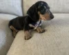 Dachshund (Smooth Haired)