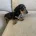 Dachshund (Smooth Haired)