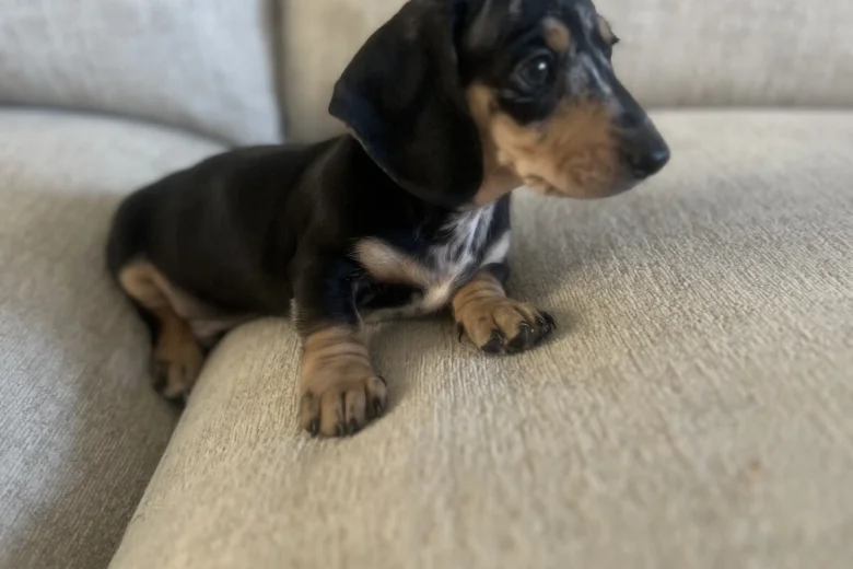 Dachshund (Smooth Haired)