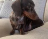 Dachshund (Smooth Haired)