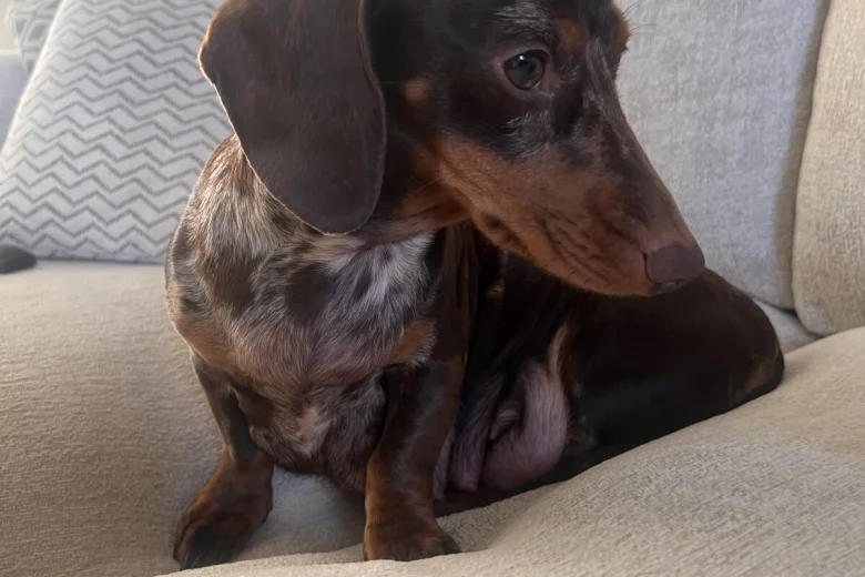 Dachshund (Smooth Haired)
