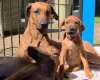 Rhodesian Ridgeback