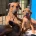 Rhodesian Ridgeback