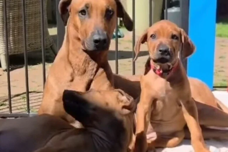 Rhodesian Ridgeback