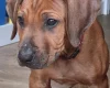 Rhodesian Ridgeback