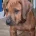 Rhodesian Ridgeback