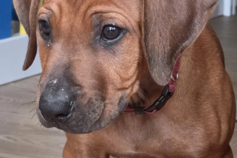 Rhodesian Ridgeback