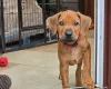Rhodesian Ridgeback