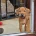 Rhodesian Ridgeback