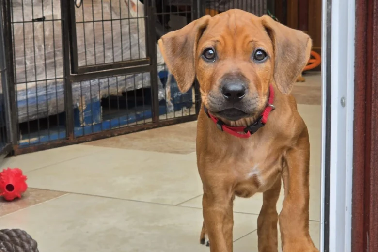 Rhodesian Ridgeback