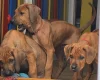 Rhodesian Ridgeback
