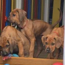 Rhodesian Ridgeback