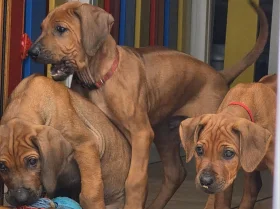 Rhodesian Ridgeback