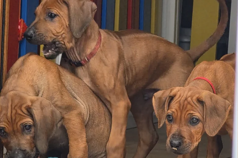 Rhodesian Ridgeback
